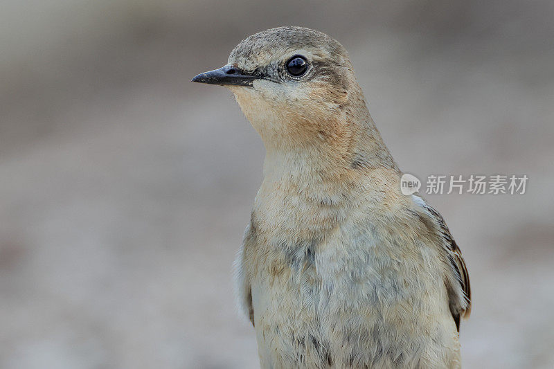 捕蝇鸟:成年北方麦穗或麦穗(Oenanthe Oenanthe)。